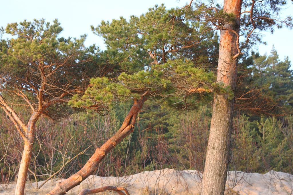 Forest Apartment 팔랑가 외부 사진