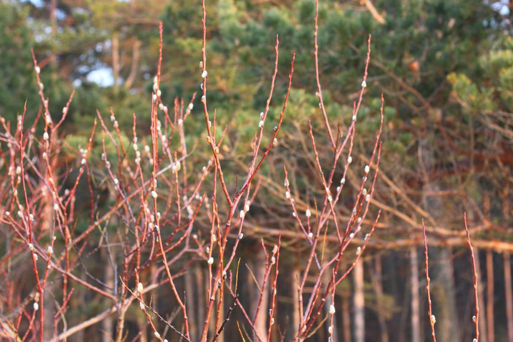 Forest Apartment 팔랑가 외부 사진